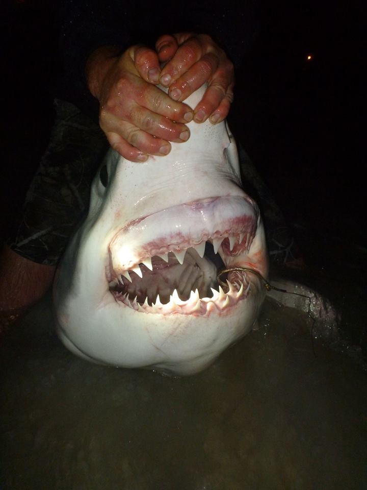 great white shark caught on florida beach