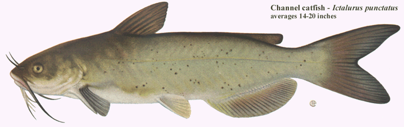 saltwater catfish