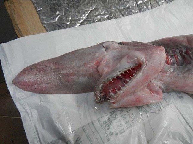 goblin shark caught