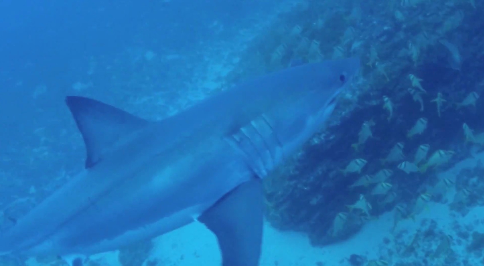 16ft Great White Shark Encounter! This time in Jupiter, Florida.