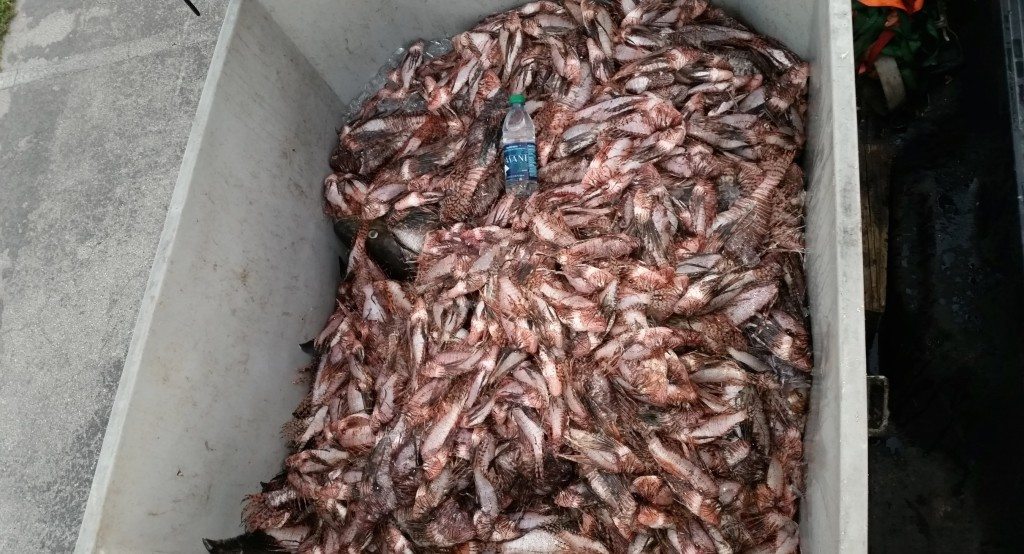 lionfish massacre jacksonville