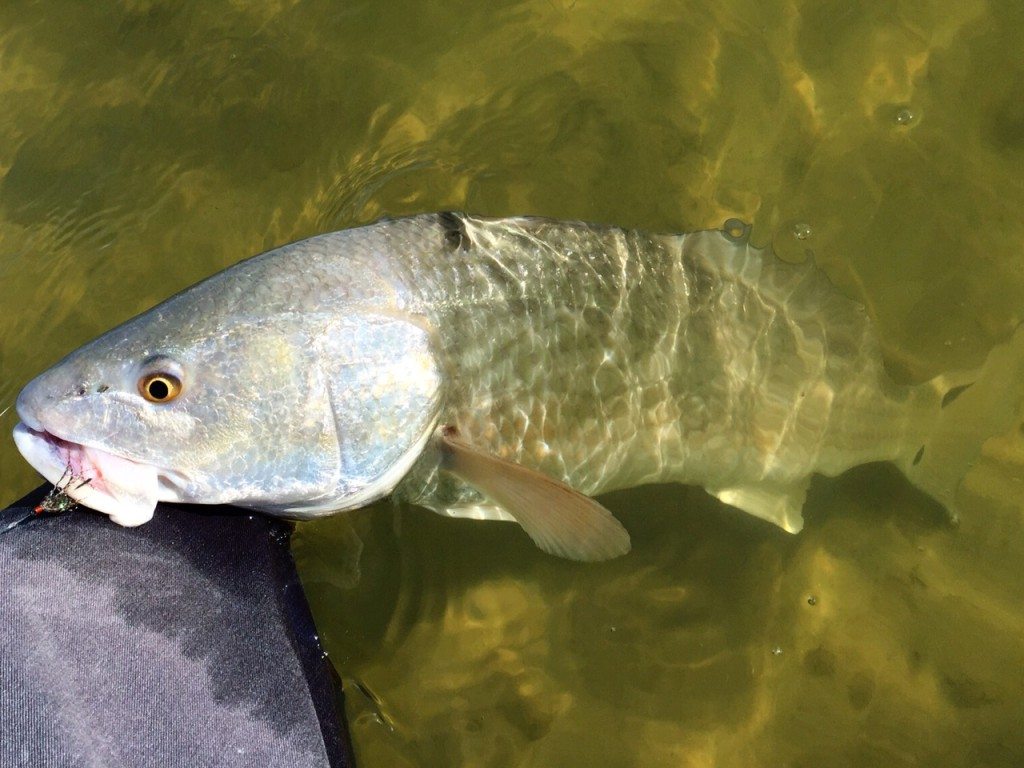 redfish from grassflat