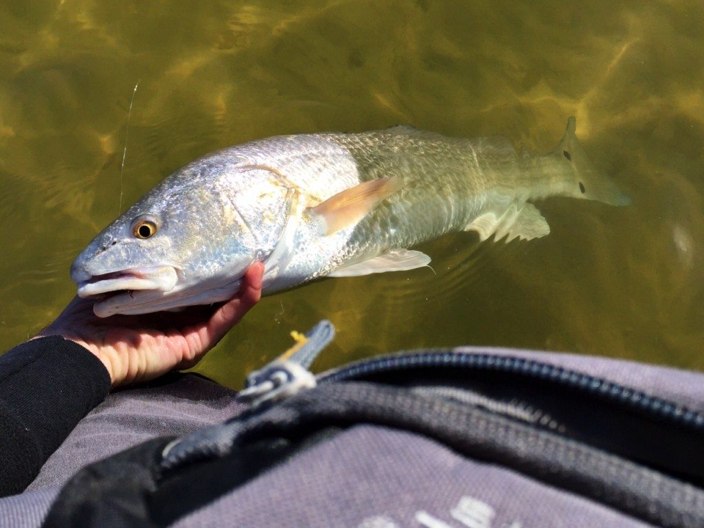 redfish on flat