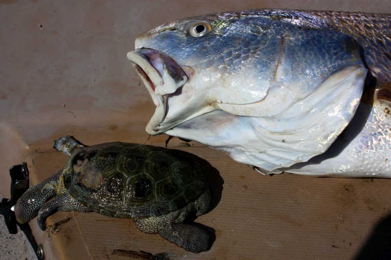 redfish chokes on turtle