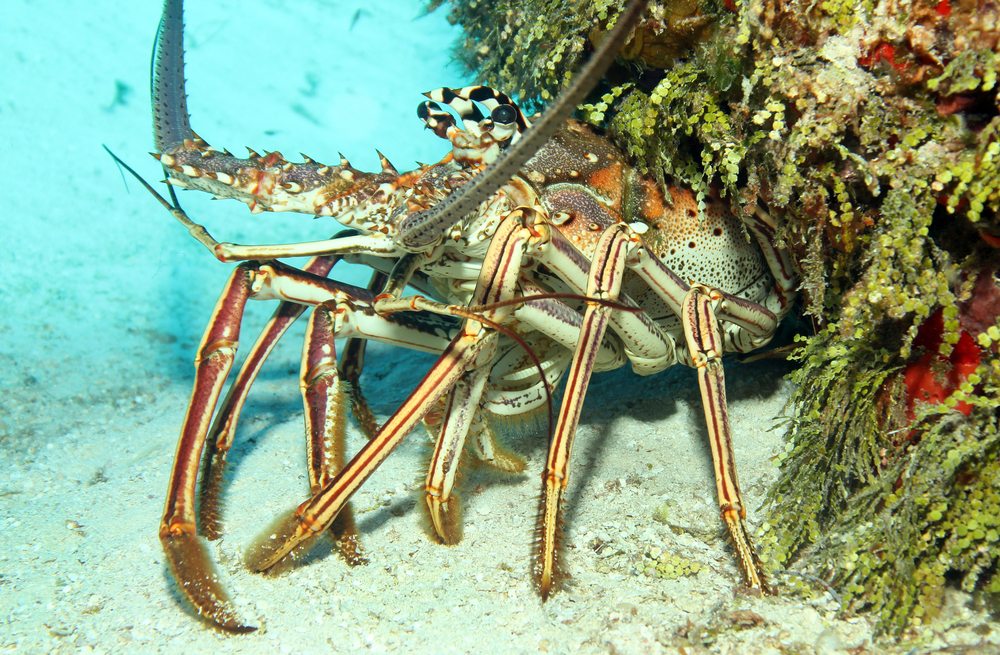 how to catch spiny lobster in florida