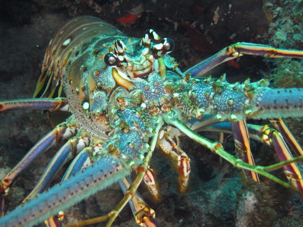 how to catch spiny lobster