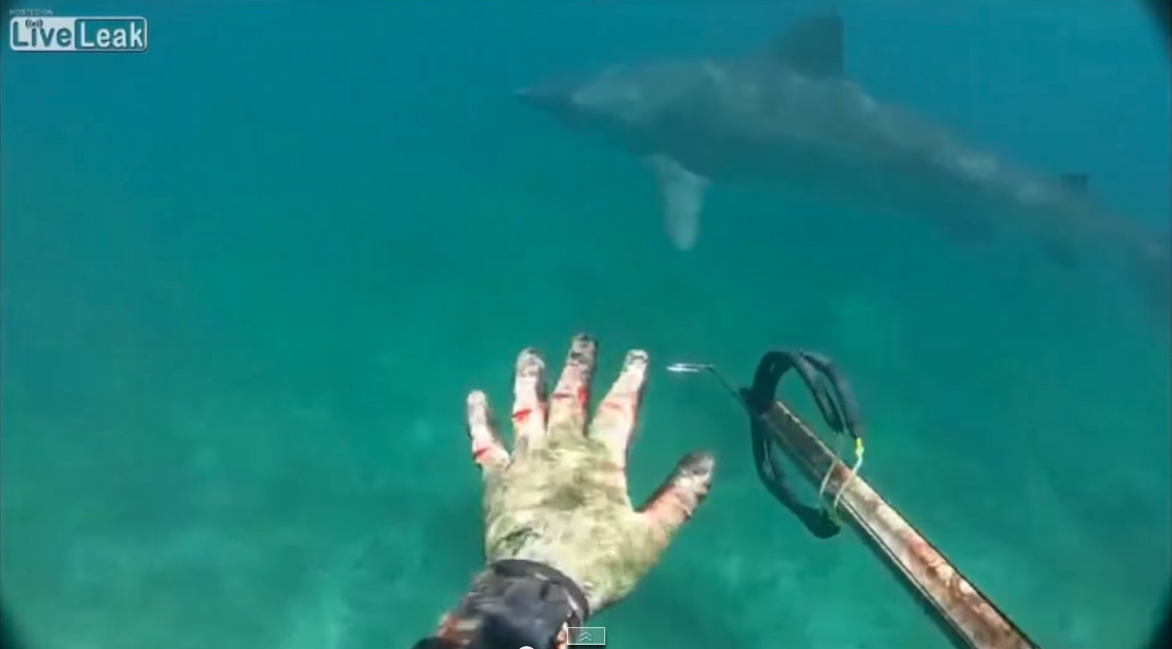 tiger shark encounter