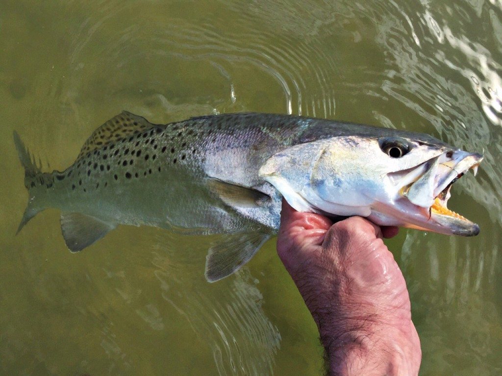 trout catch