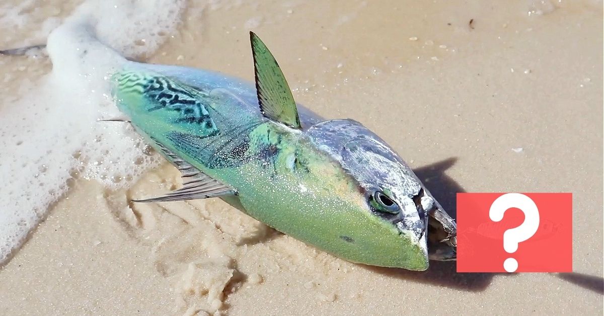 I Caught So Many FISH From the BEACH With This SPOON!! (SURPRISED