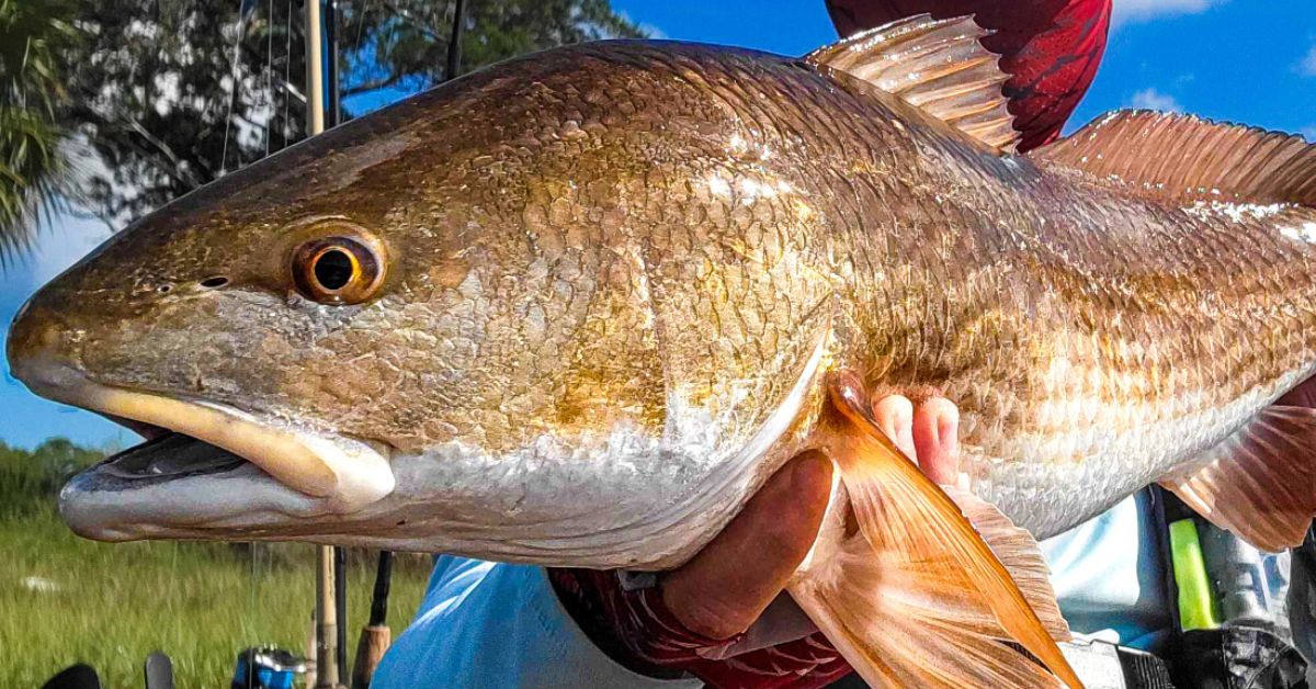 http://behind%20the%20scenes%20bassmaster%20redfish%20cup
