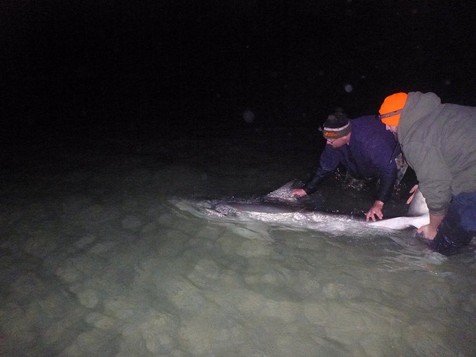great white shark caught on florida beach
