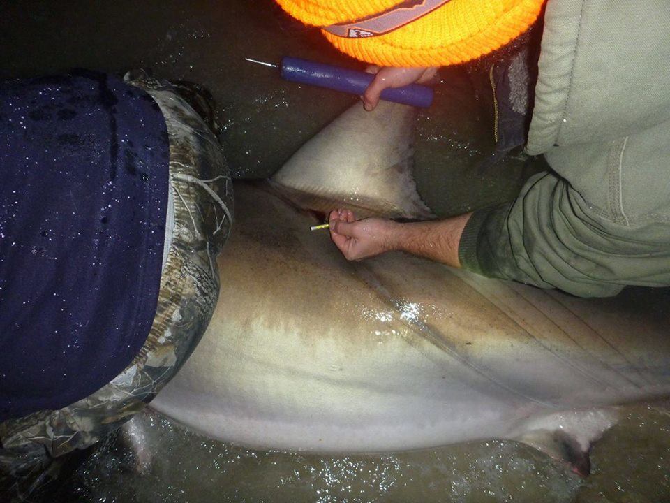 great white shark caught on florida beach