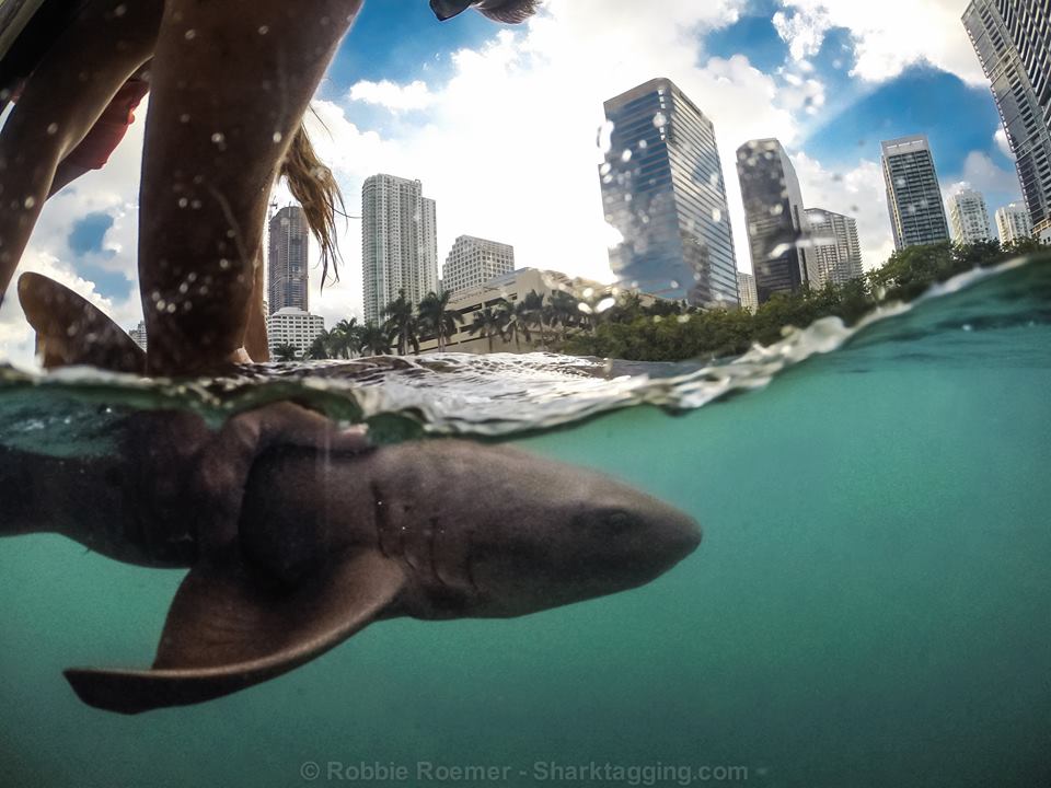 urban sharks