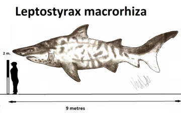 Ancient Remains of 20ft Mega Shark Found In Texas