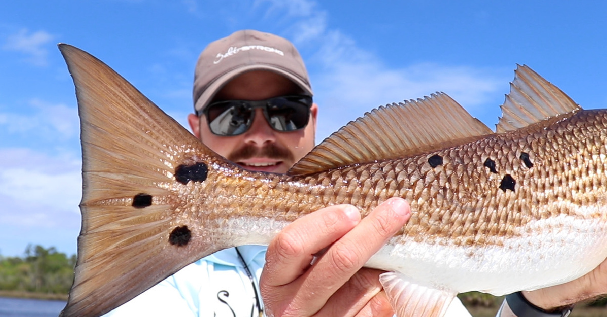 Redfish Trout Can t Get Enough Of This Paddletail Lure redfish-trout-can-t-get-enough-of-this-paddletail-lure