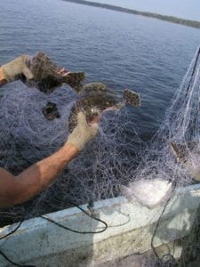 north carolina gill net