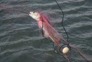 north carolina gill net redfish