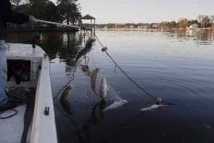 north carolina gill net