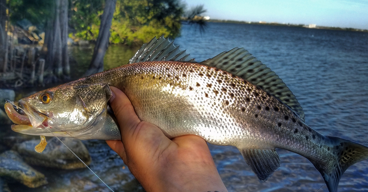 trout caught using 90-10 Fishing Rule