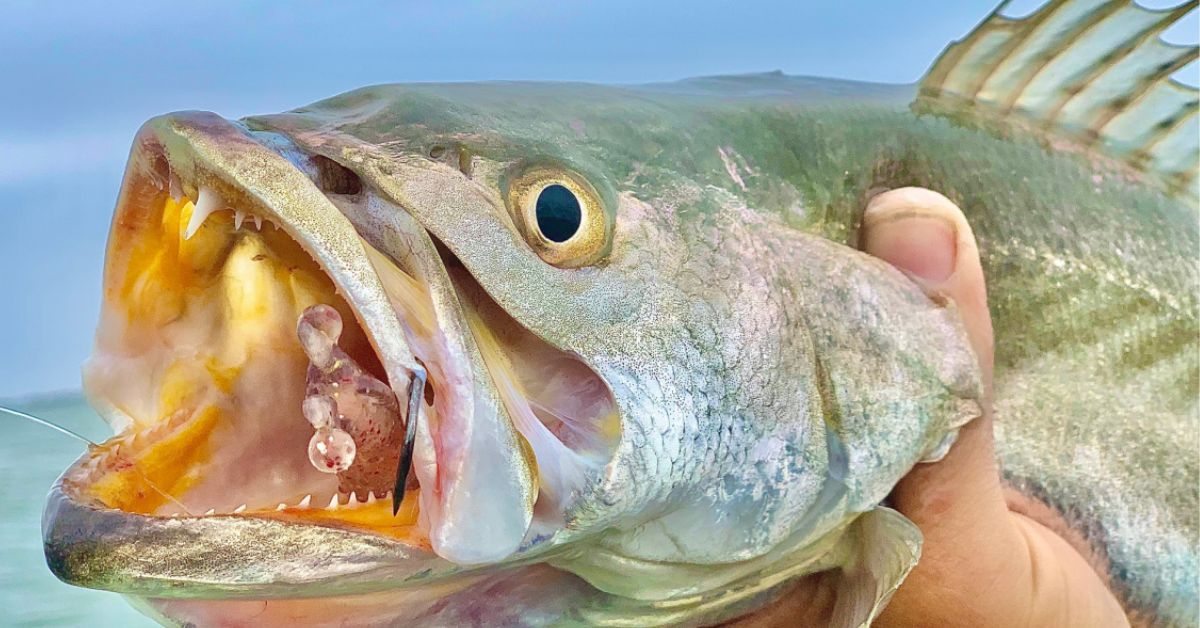 Beginner's Guide To Catching Speckled Trout In Summer