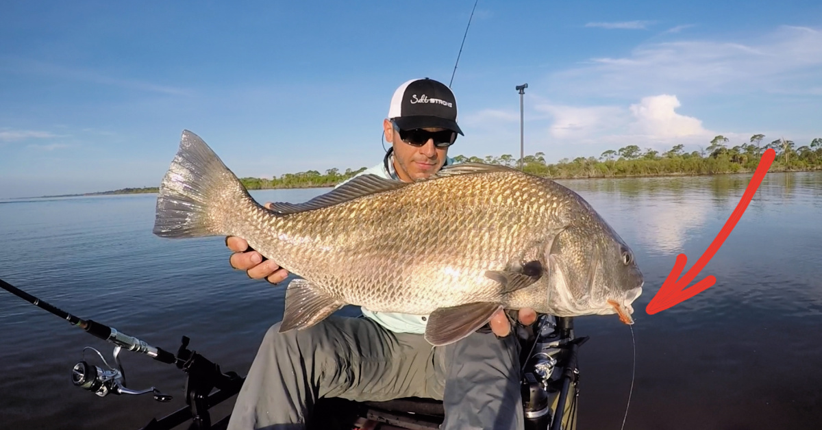 How To Fish Schools Of Black Drum With Artificial Lures