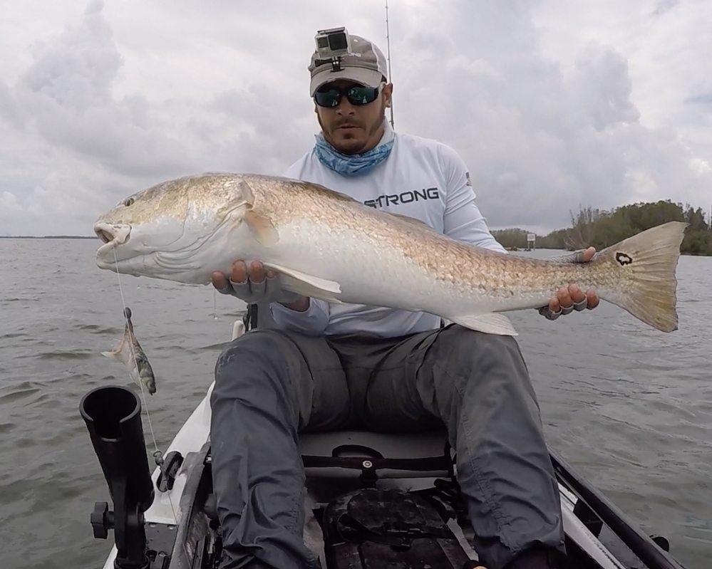 using cut bait to catch redfish