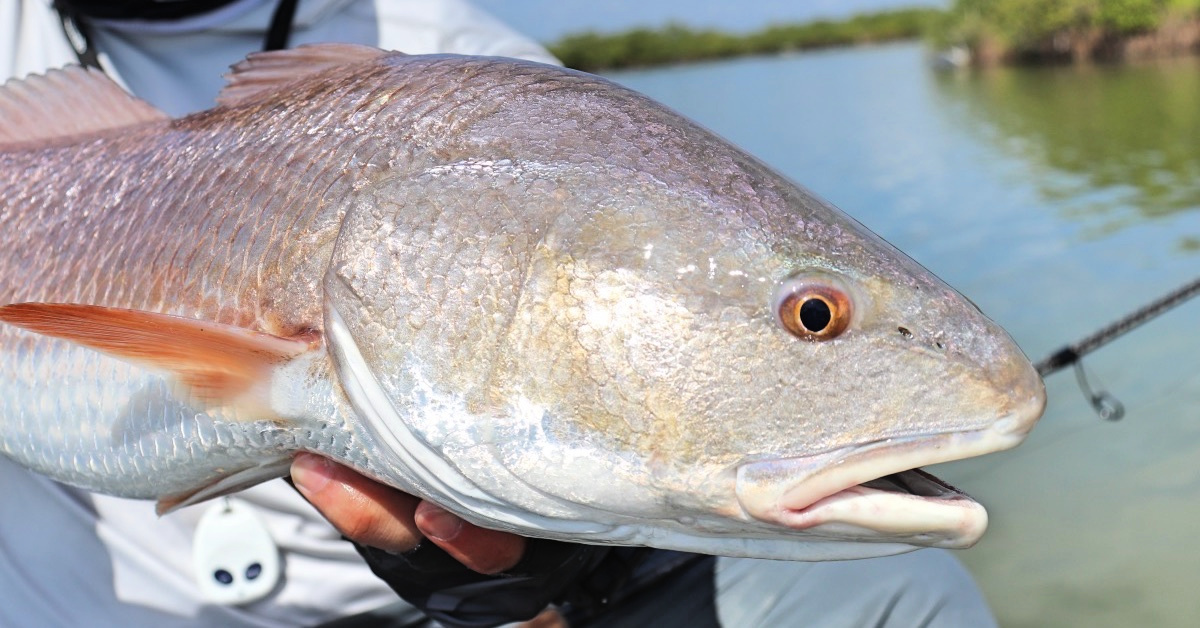 http://using%20cut%20bait%20on%20the%20flats%20for%20redfish