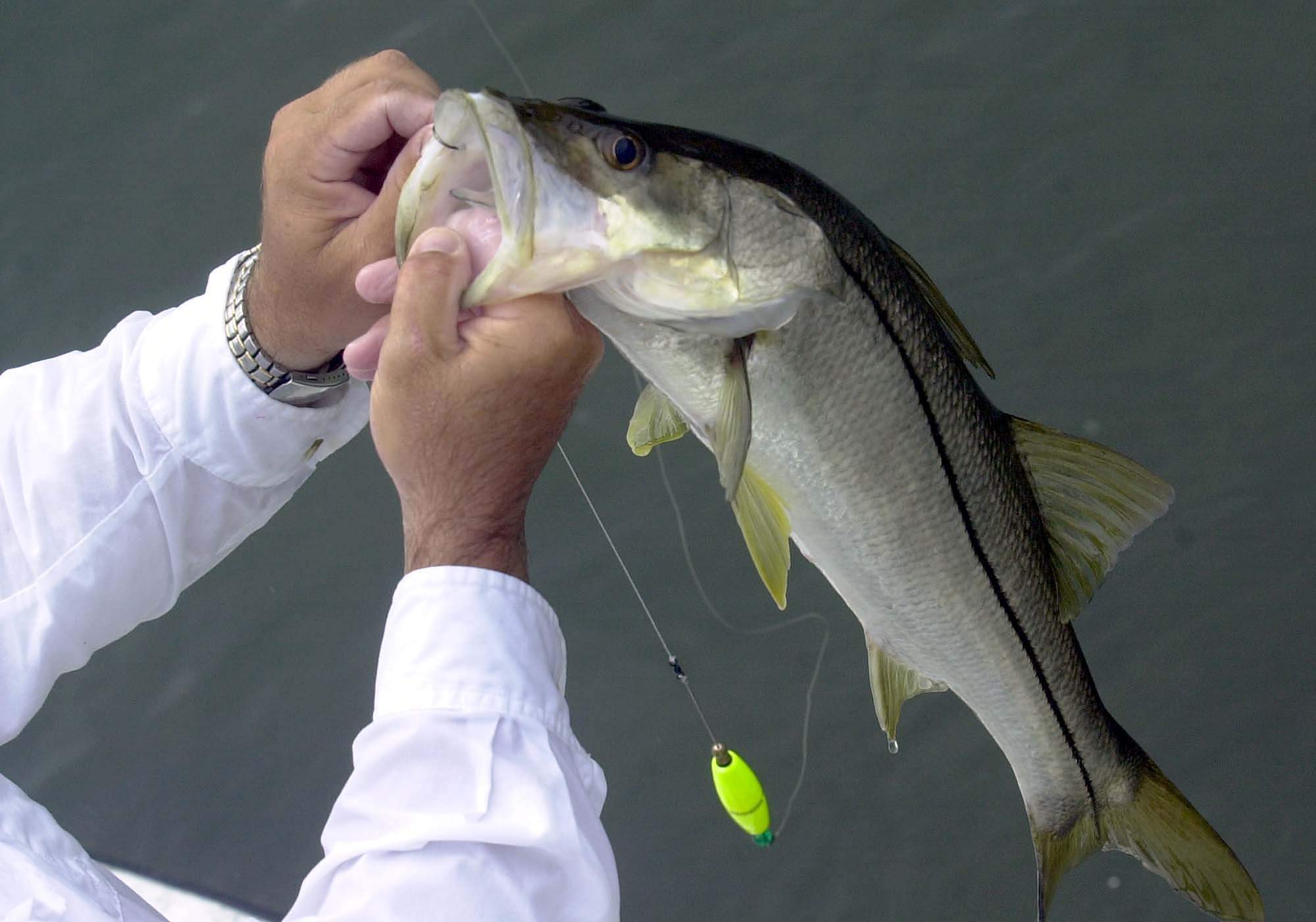 how to hold a snook