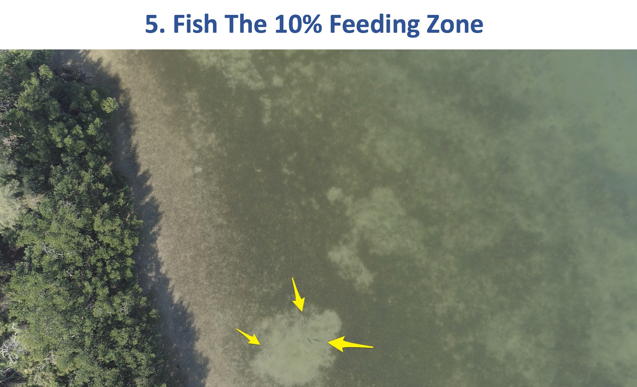 snook and redfish on drone