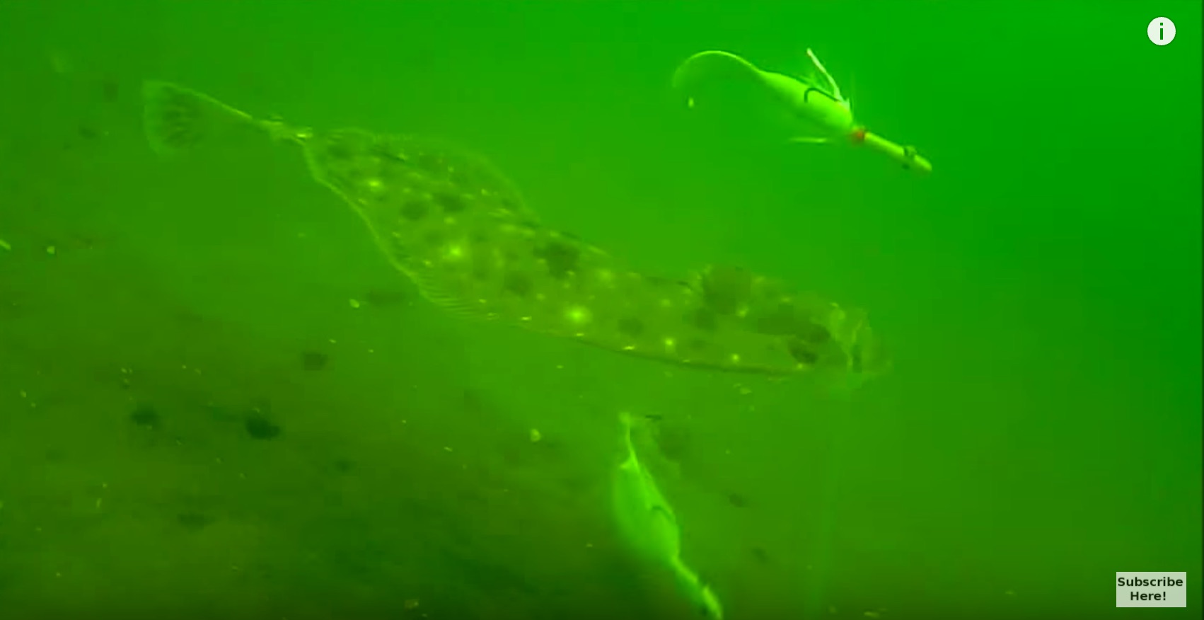 Bucktail vs. Berkley Gulp In Some Amazing Underwater Flounder Footage!