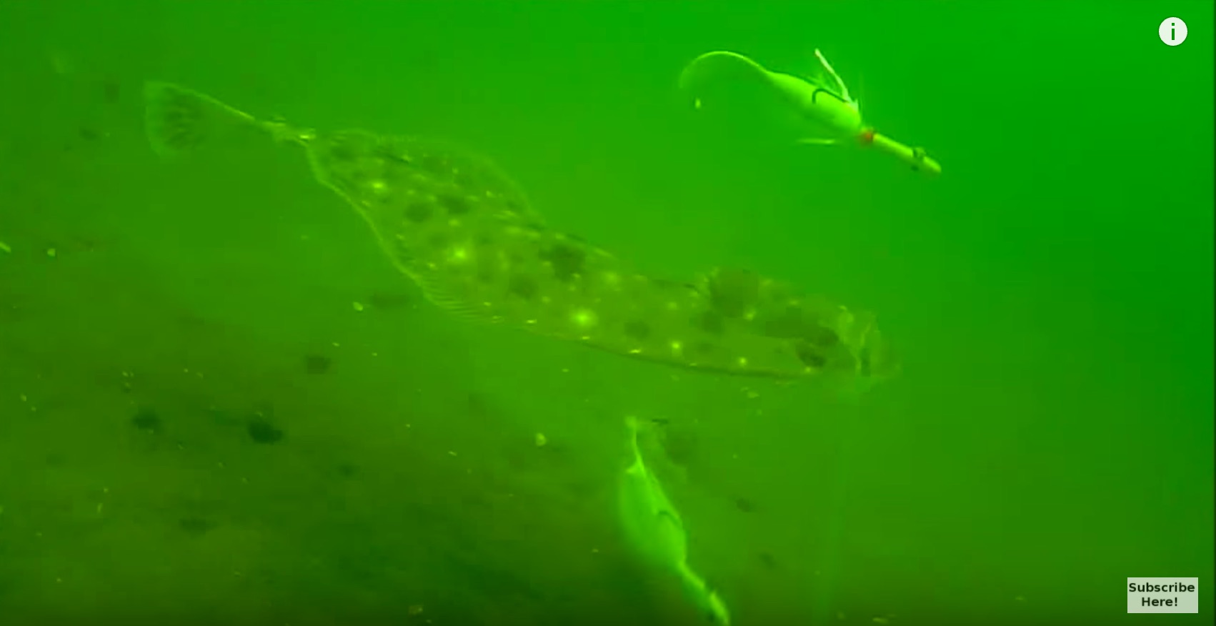 flounder fishing