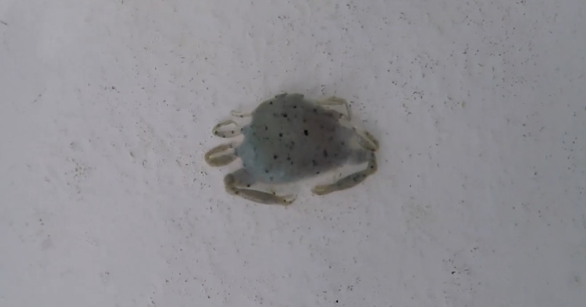 Berkley Gulp! Peeler Crab