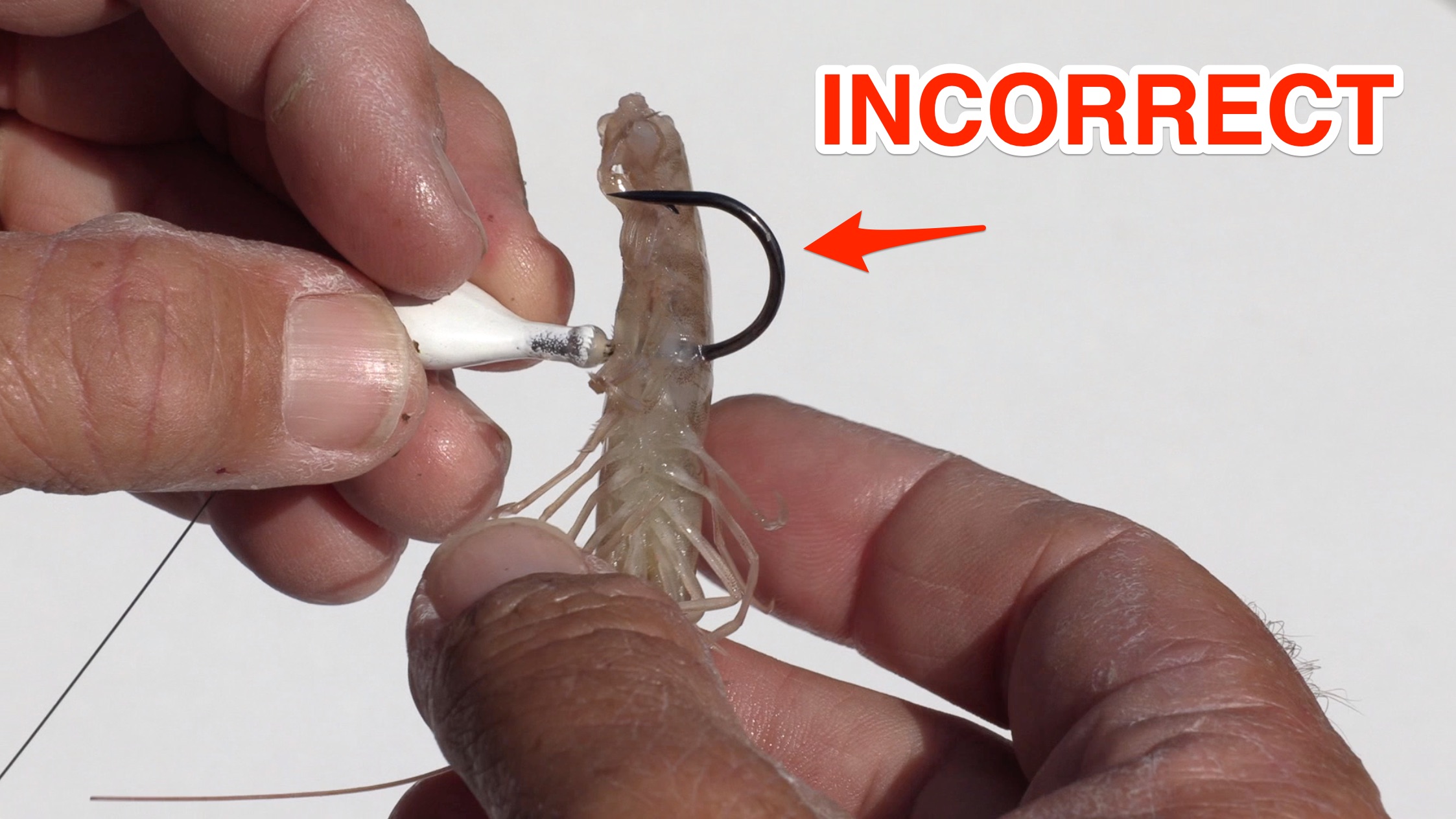 how to rig shrimp on a jighead