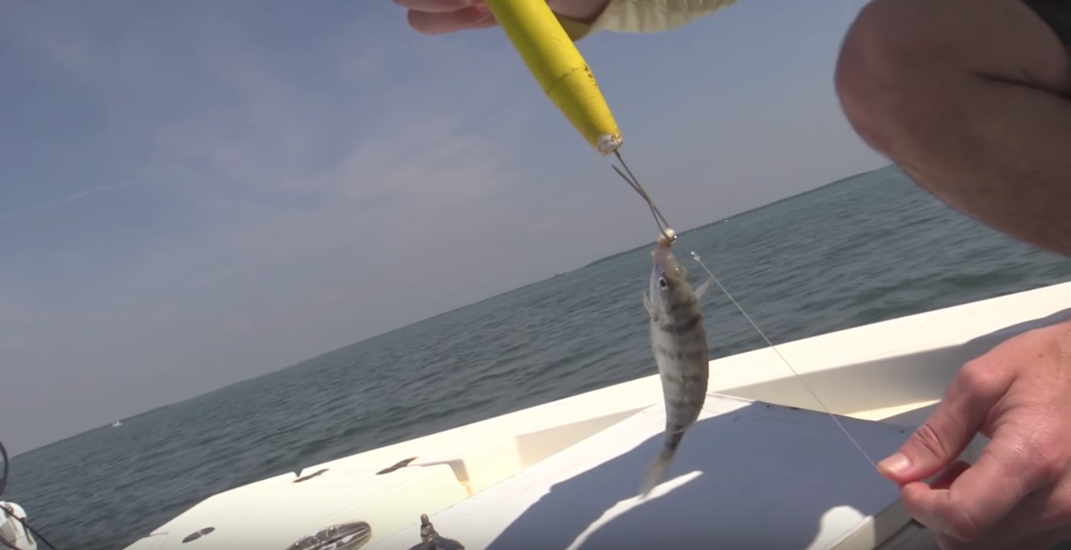 How To Catch Pinfish For Bait Without A Net Or Trap [Video