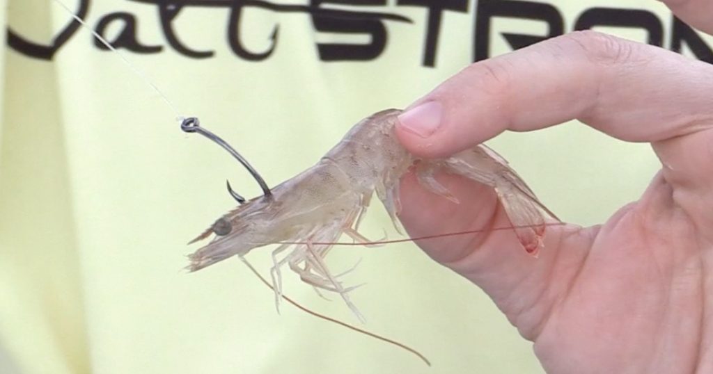 How To Hook A Live Shrimp When Fishing In Current [Video]
