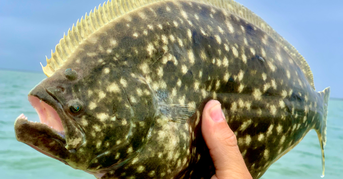 http://flounder%20and%20fluke%20fishing%20tips