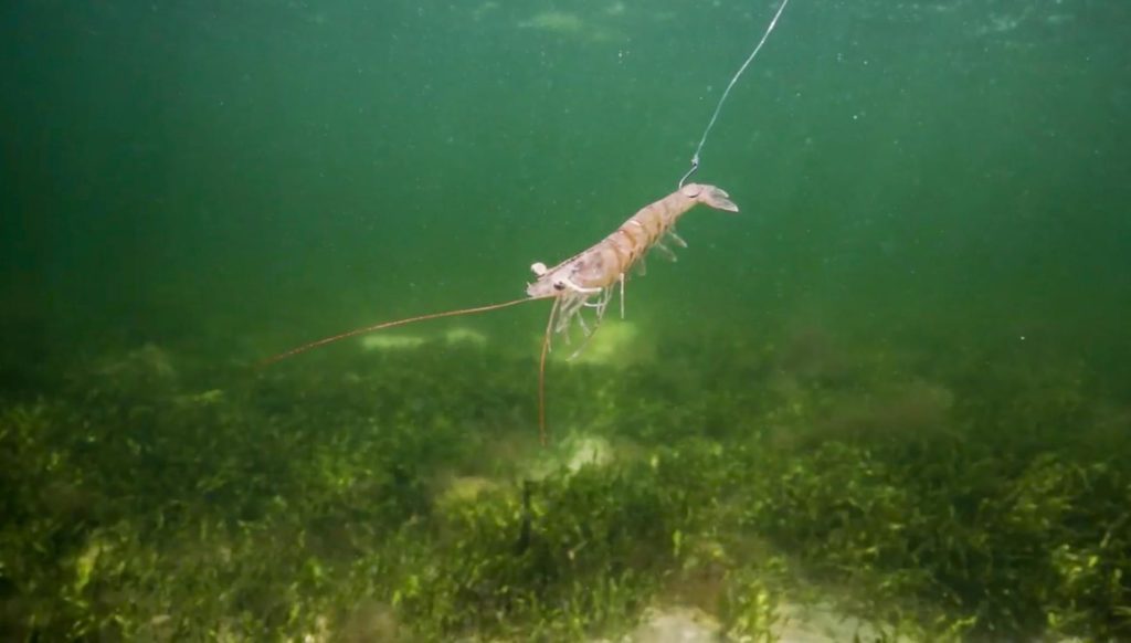 underwater shrimp
