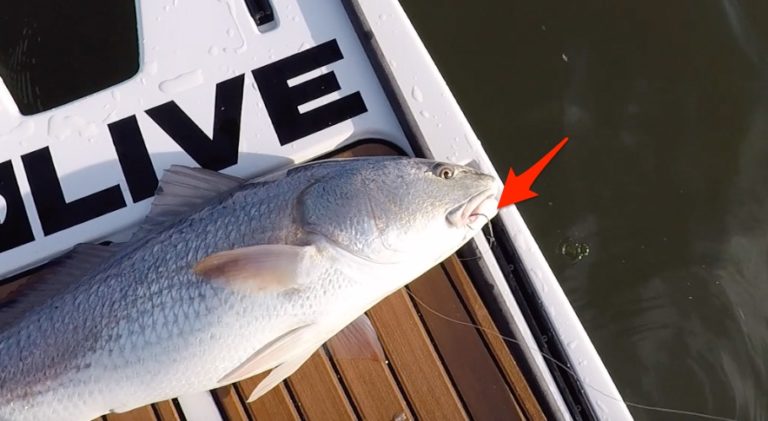 How To Pick The Best Inshore Hook When Fishing Live Bait Or Cut Bait
