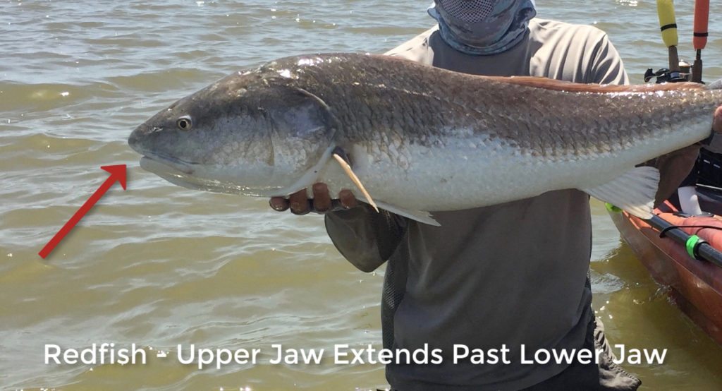 Trout Fishing With The Whopper Plopper Topwater Lure [REVIEW VIDEO]