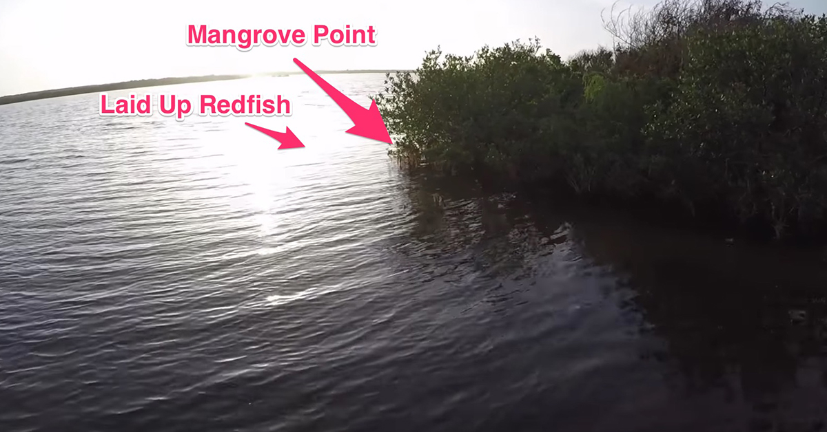 Mangroves with Redfish