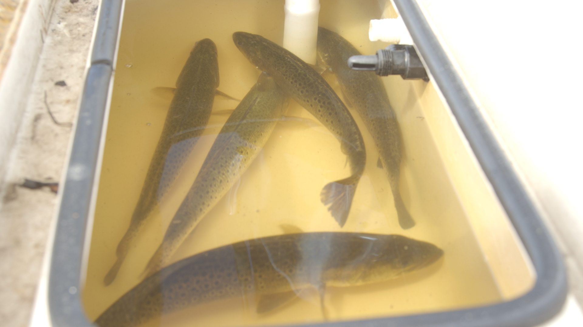 speckled trout in a livewell