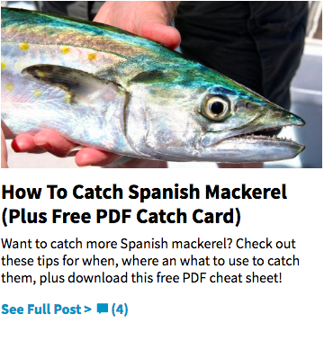 catch spanish mackerel