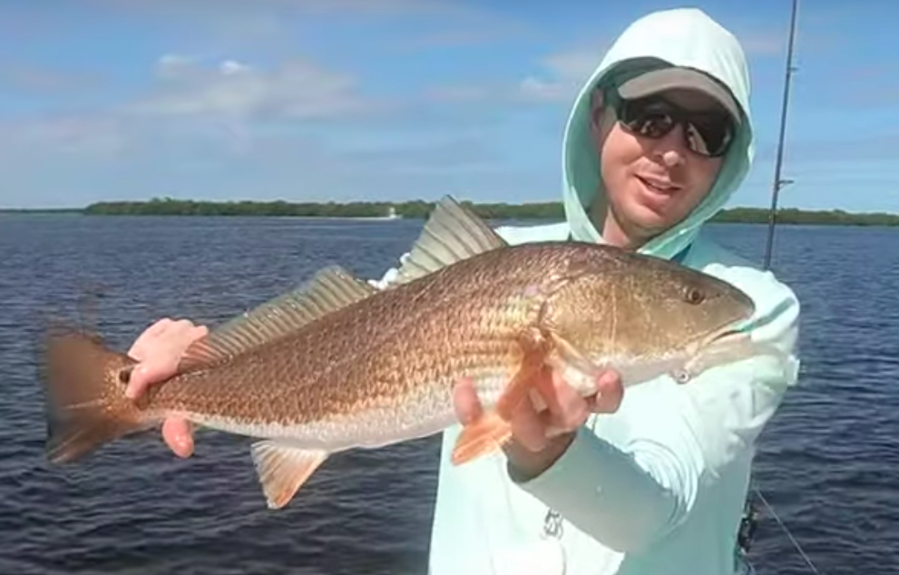 redfish on scented lure