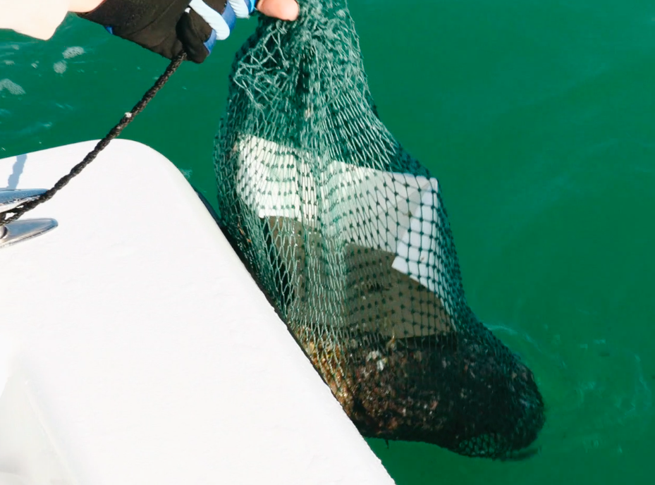 spanish mackerel chum