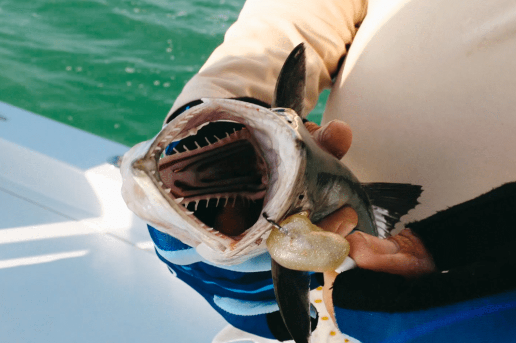 catching spanish mackerel