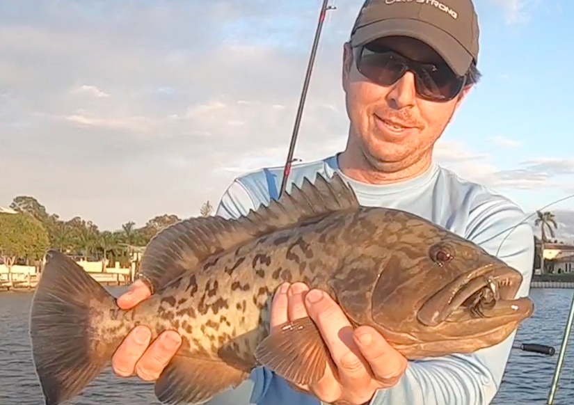 grouper on savage gear crab
