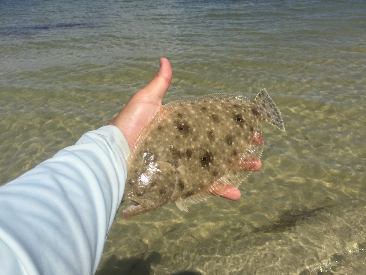 3 Tips For Catching Flounder On Artificial Lures