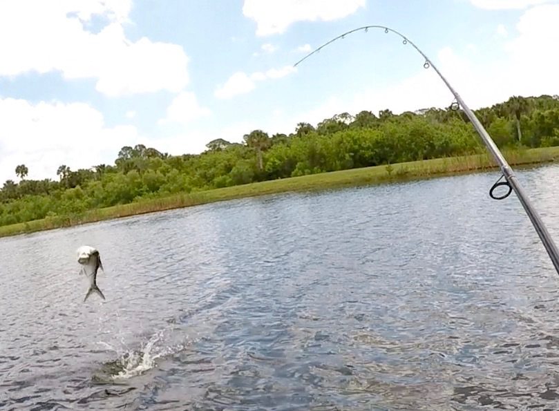 how to catch juvenile tarpon