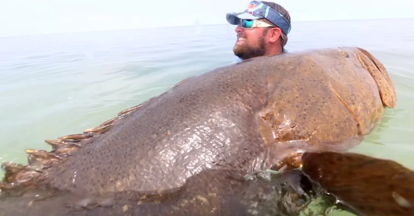 The Top 10 Most Amazing Goliath Grouper Videos On The Internet 