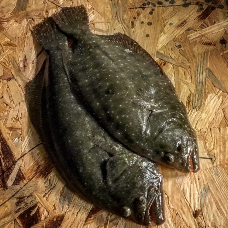 3 Tips For Catching Flounder On Artificial Lures